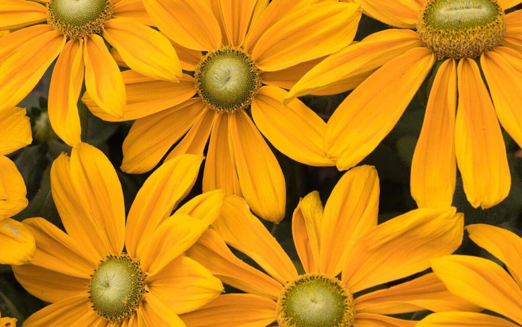 A napfonat csakra: a belső erő, akarat és önbizalom tüzes központja - Nyugalomkuckó