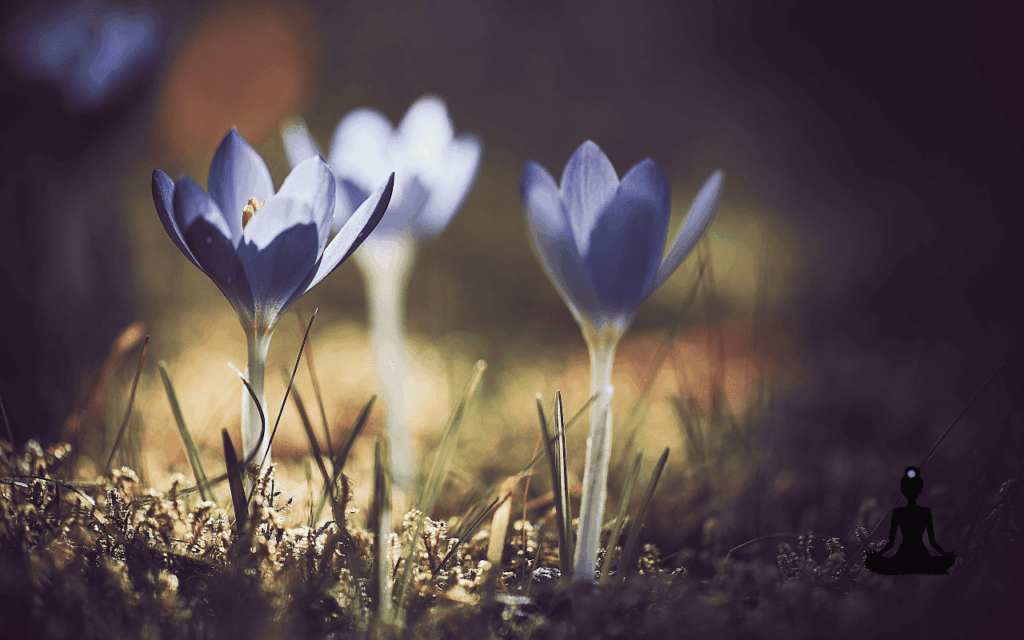Koronacsakra – amikor minden összeér - Nyugalomkuckó