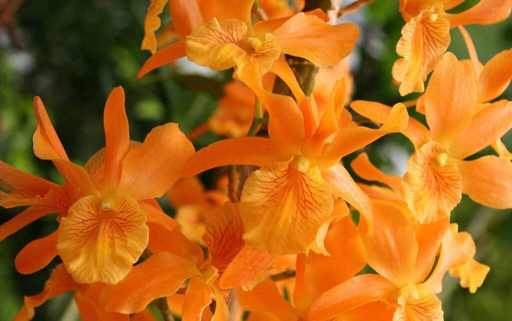 A szakrális csakra: az életöröm, a vágyak és a kreativitás otthona - Nyugalomkuckó