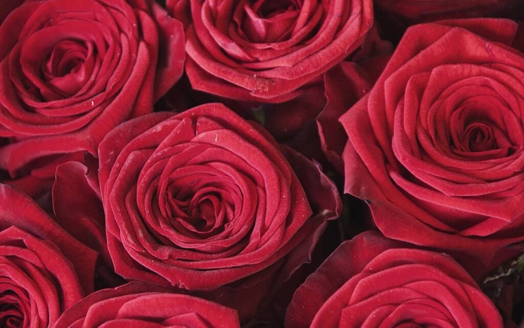 Gyökércsakra színe a vörös - Nyugalomkuckó