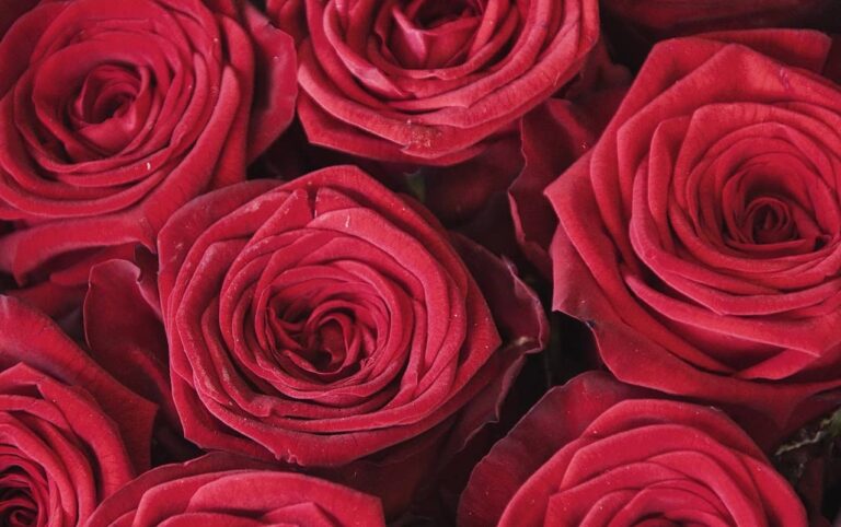 Gyökércsakra színe a vörös - Nyugalomkuckó