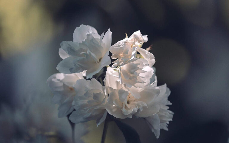 Ha hiányzik a kedvesség a mindennapokból - Nyugalomkuckó